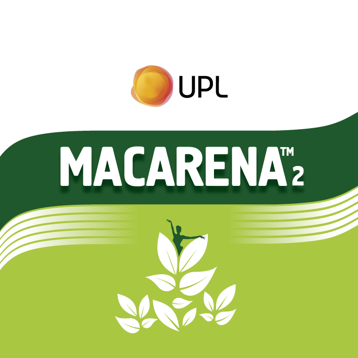 MACARENA 2